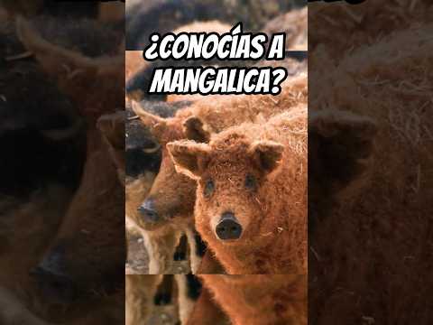 , title : 'conocías a mangalica? #animals #cerdo #naturaleza #shorts'