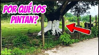 Por qué pintan los árboles de blanco