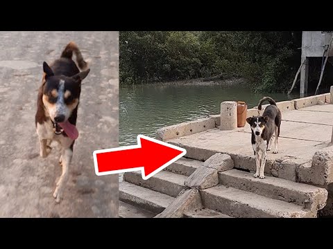 একটি কুকুর এর কাহিনী 🥺🥺 | Heart Touching Story 🥺🥺