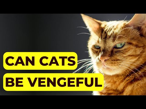 Do Cats Hold Grudges? Can Cats be Vengeful?