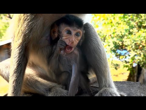 Help To See Beautiful Baby Monkey AMINA Have Teethes Yet l News Baby Monkey