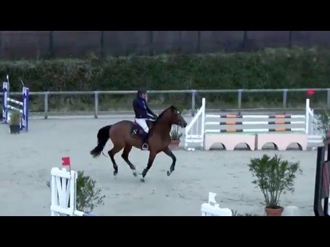 Andiamo semilly ( Diamant de semilly X Muguet du manoir ) STALLION Born 2010