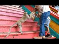 Monkey Trouble At Batu Caves In Kuala Lumpur Malaysia Savethechannel