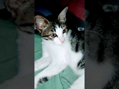 Lily Susanti #catlover #cats #shorts