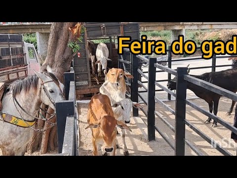 Feira do gado em desterro Paraíba 