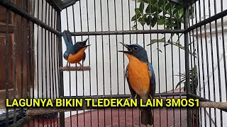 Download lagu Tledekan Gunung Gacor Istimewa Suara Jernih mp3 Download lagu Tledekan Gunung Gacor Istimewa Suara Jernih mp3