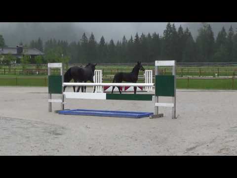 Hengstfohlen von Diamond Hit nach Desperados