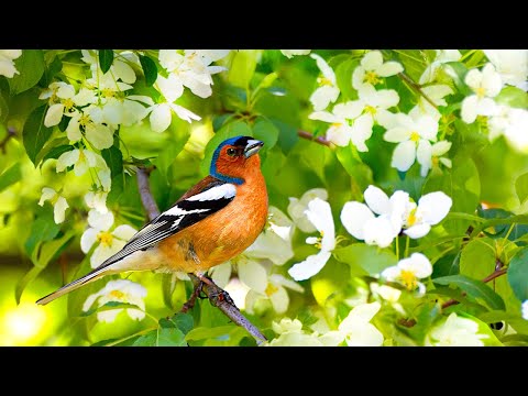 Gentle music calms the nervous system and pleases the soul healing music for the heart and blood