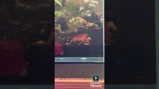 テキサスドワーフザリガニその2