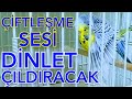 Budgie Sound Budgerigar Glow Sound Budgerigar Mating Sound Bird Mating Sound