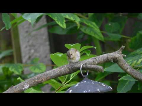 Little Chaffinch video thumbnail