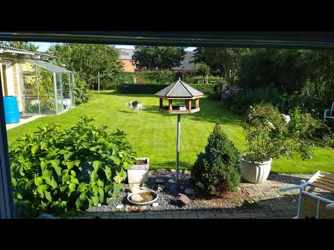 Waldemar had a accident when catching a cat 😉