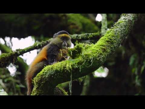 Volcanoes Safaris Virunga and Gahinga Safari Loop