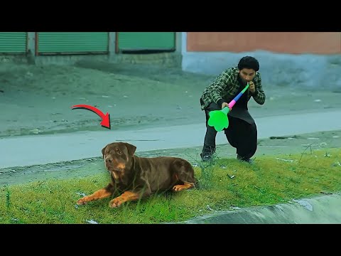 Dog Horn Prank In Pakistan @Cricrecordz