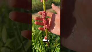 These eggs are actually really harmful to crops