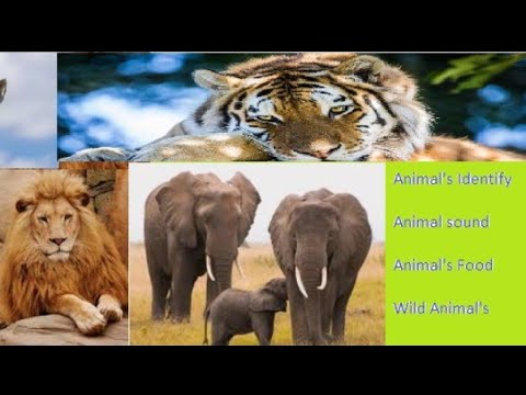 Identify Animal's Animal's sound Animal's Food Wild Animals