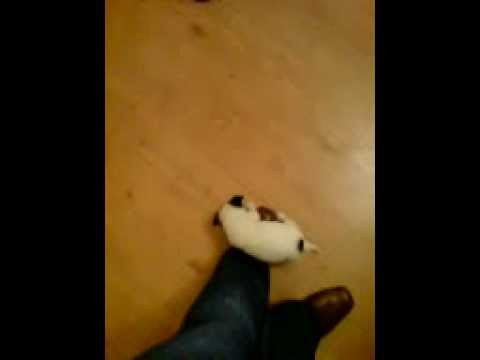Alfie....My Sister's Jack Russell (Parson) When He Was A Puppy!