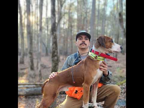 Squirrel Dog Facebook