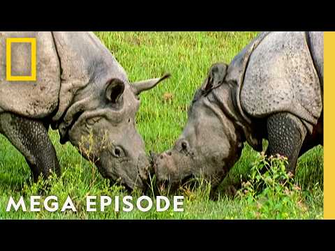 Ultimate Animal Face-Offs | Animal Fight Night MEGA Episode | Nat Geo Animals