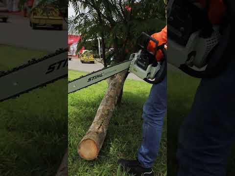 Esta es la Forma CORRECTA de Como Cortar un Árbol  #shorts #short #stihlchainsaw  #stihl