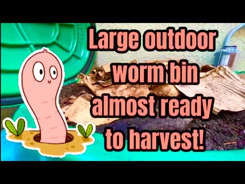 Large outdoor worm bin almost ready to harvest! Gilligan does it again!