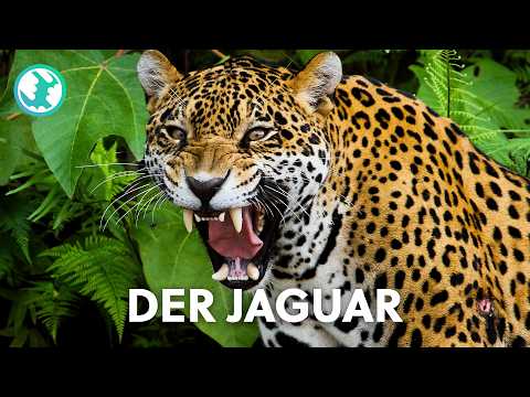 Seltener Anblick: Brasiliens gefährlichste Raubkatze hautnah