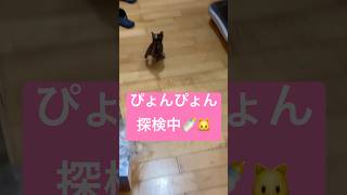 【子猫】ぴょんぴょん探検するジジ🐈💕黒猫キキに遭遇しても気にしない🤣#可愛いペット #癒し #かわいい生活