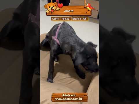 Vídeo de Amora