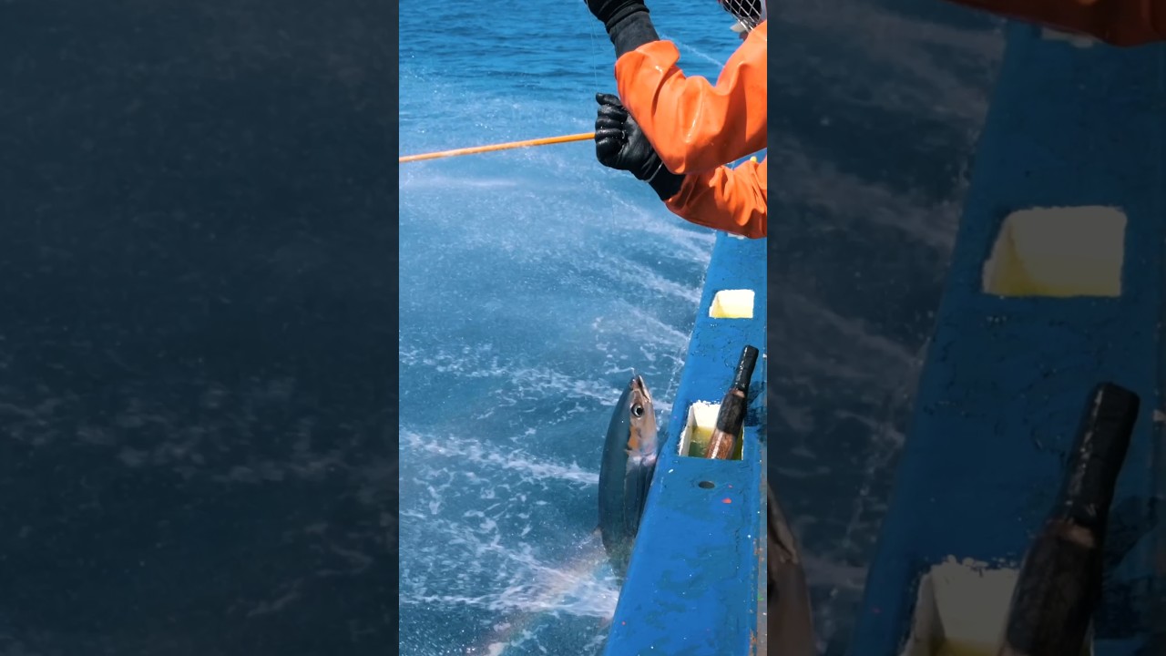 La pêche durable expliquée par Frédéric Denhez