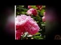 мокнут розы под дождем гр САДко (Кравцова Ольга) 