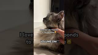 Download lagu I love how Geri responds to me every time! #cat #cutecat #meow mp3