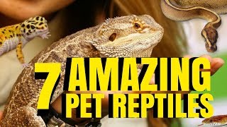 7 AMAZING PETS [REPTILES] TO OWN! PROS VS CONS! SnakeBytesTV by AnimalBytesTV