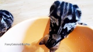 Funny Cats : Kitten Likes a Bath