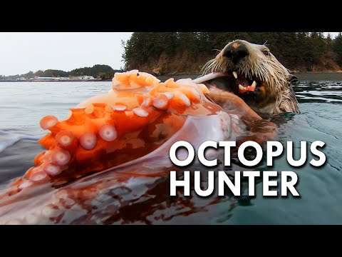海獺章魚獵人 (Sea Otter: The Octopus Hunter)