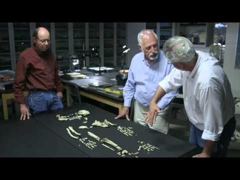 The Evolution of Bipedalism &mdash; HHMI BioInteractive Video