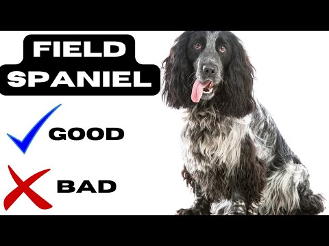 Field Spaniel Top 10 Facts | Pros and Cons you must know