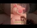 I know it's true but I'm sorry to say - Violent Femmes (Lyrics // Subtitulado)