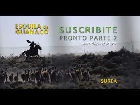 Esquila de guanaco | Meseta de Somuncura | Guanacos en Río Negro |