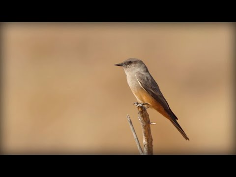 pamuchár pláňový (Sayornis saya) — hlas a správanie v prírode