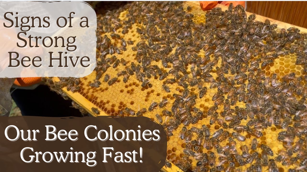 SIGNS OF A STRONG BEE HIVE COLONY  | BEE HIVES  | BEEKEEPING