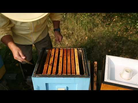 ABC of the apiary part 14 - autumn nest building