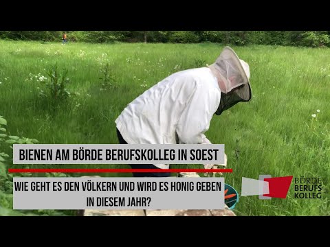 Bienen am Börde Berufskolleg in Soest