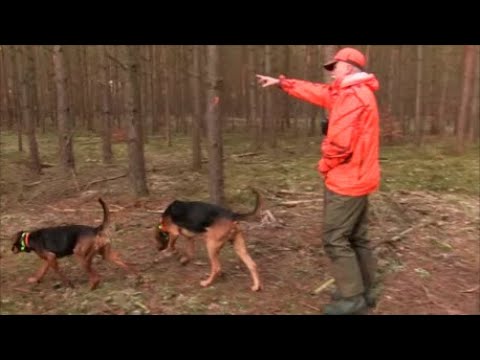 Spotkałem myśliwych - odcinek 190 Polowanie dewizowe z ogarami polskimi.  Piąty dzień