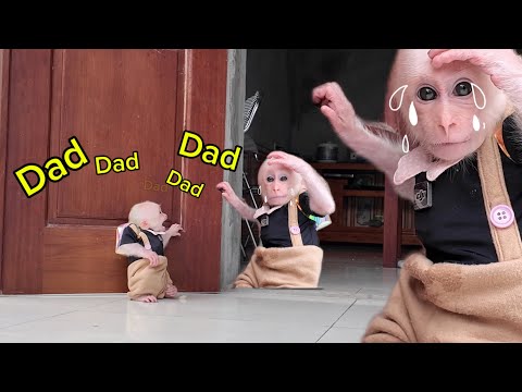 Today dad left Bobo at home to look after the house. Bobo was upset and cried a lot.