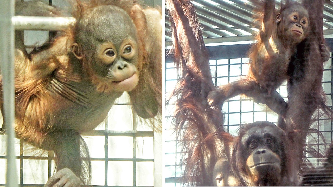 元気いっぱいキーボー・オランウータン　2026/03/21