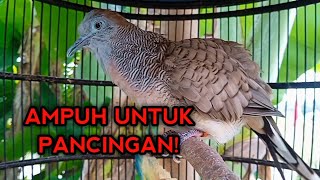 Download lagu SUARA BURUNG PERKUTUT BANGKOK GACOR PALING AMPUH UNTUK PANCINGAN PERKUTUT BANGKOK BAHAN AGAR BUNYI mp3 Download lagu SUARA BURUNG PERKUTUT BANGKOK GACOR PALING AMPUH UNTUK PANCINGAN PERKUTUT BANGKOK BAHAN AGAR BUNYI mp3