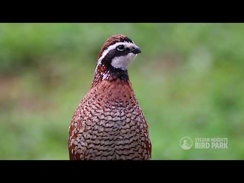 Northern Bobwhite — pole východných USA