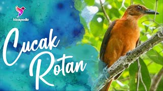 Download lagu Pitohui Bird Singing And Chirping mp3