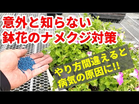 園芸 ナメクジやカタツムリとの戦い