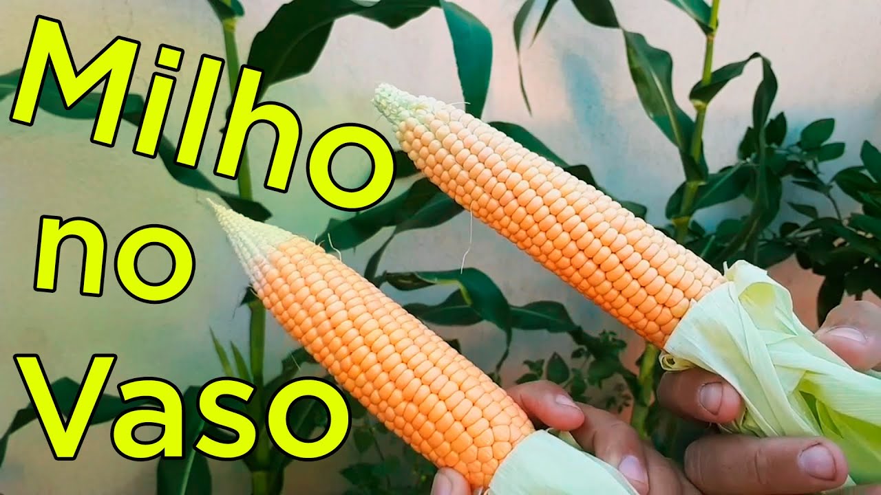 Como Plantar Milho do Plantio da Semente até a Colheita